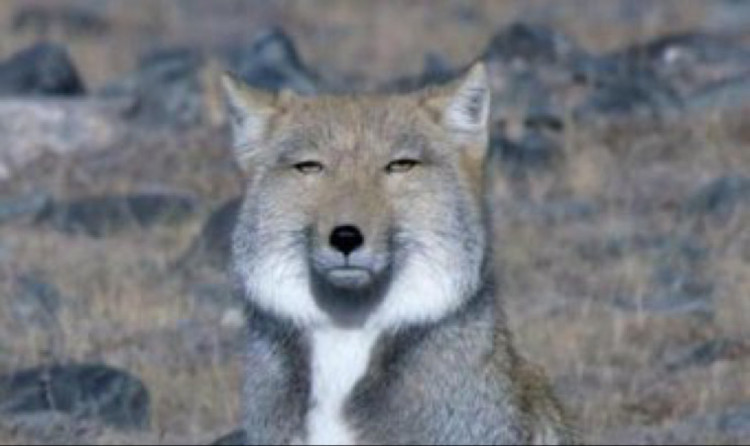 Tibetan sand fox